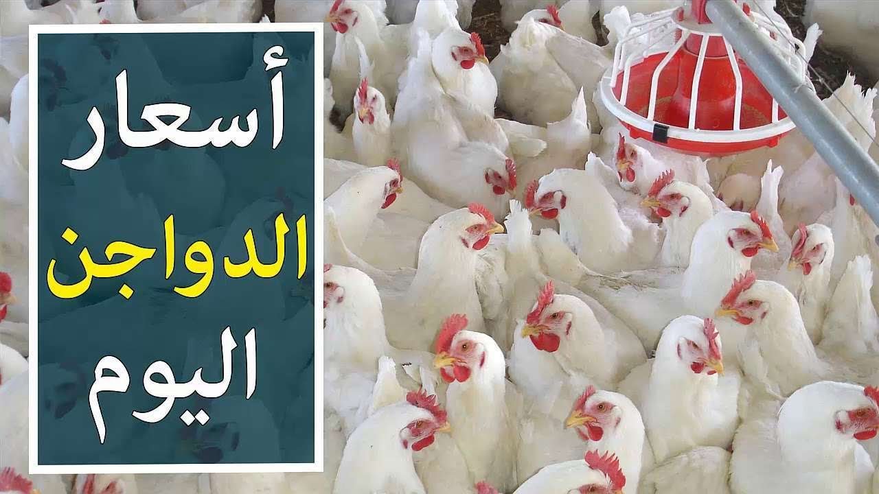 بورصة الدواجن اليوم أسعار الفراخ البيضاء