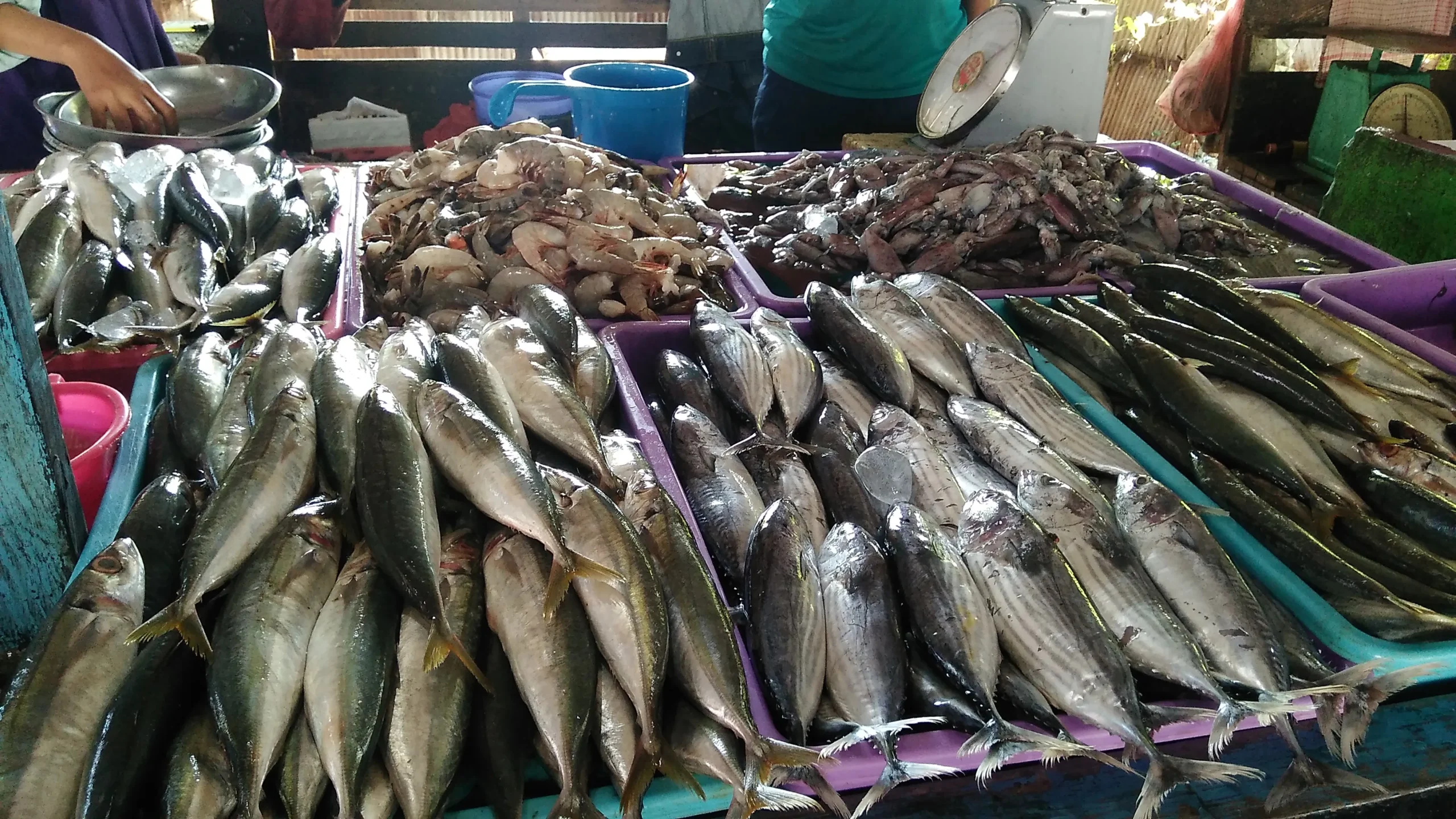 اسعار السمك اليوم