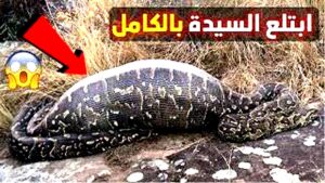 فيديو ثعبان يبتلع امرأة لن تصدق ماذا حدث لها 