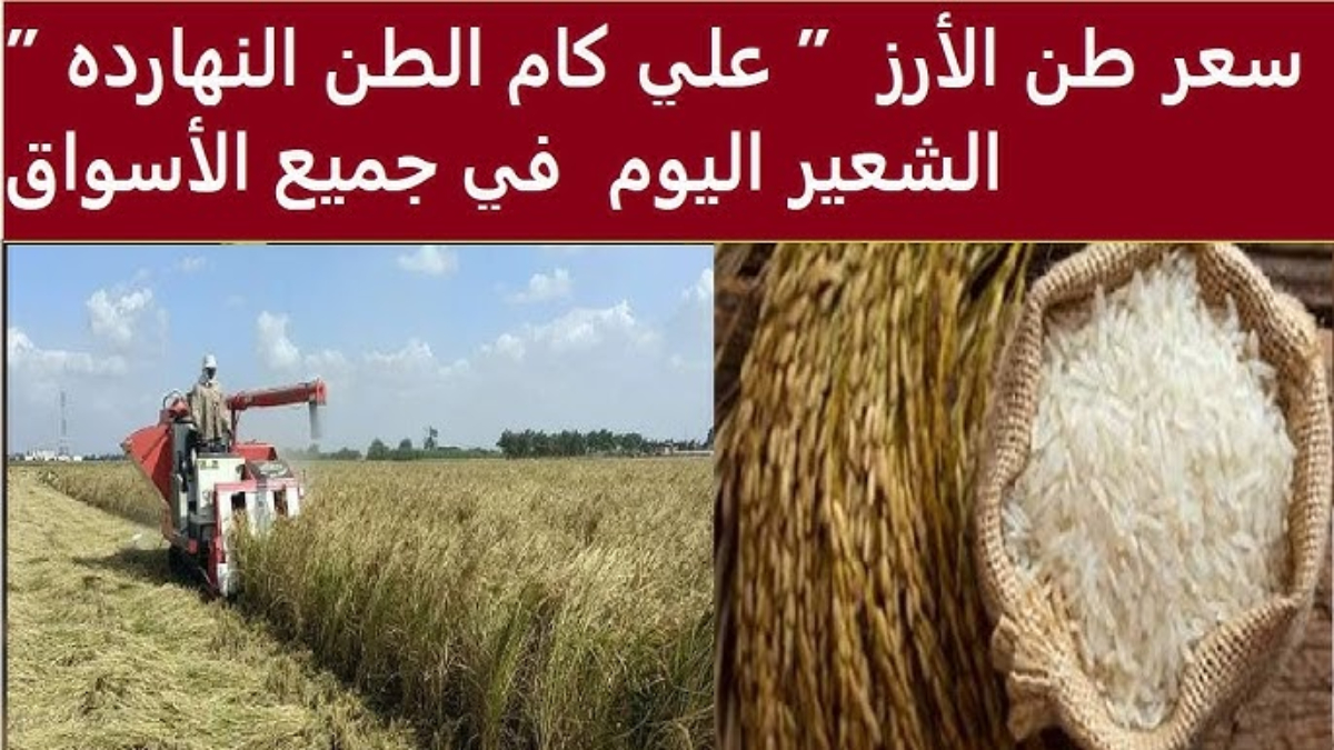 سعر طن الأرز الشعير اليوم الخميس 16 يناير 2025 في ظل دراسة الحكومة لاستراد الأرز من الهند