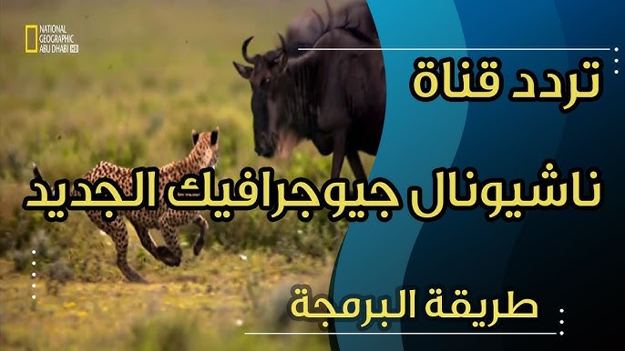 اضبط تردد قناة ناشيونال جيوغرافيك علي النايل سات والعرب سات وتابع برامج عالم الطبيعة بأعلى جودة