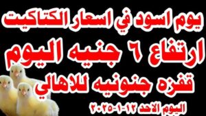 أسعار الكتاكيت عمر يوم واحدأسعار الكتاكيت عمر يوم واحد