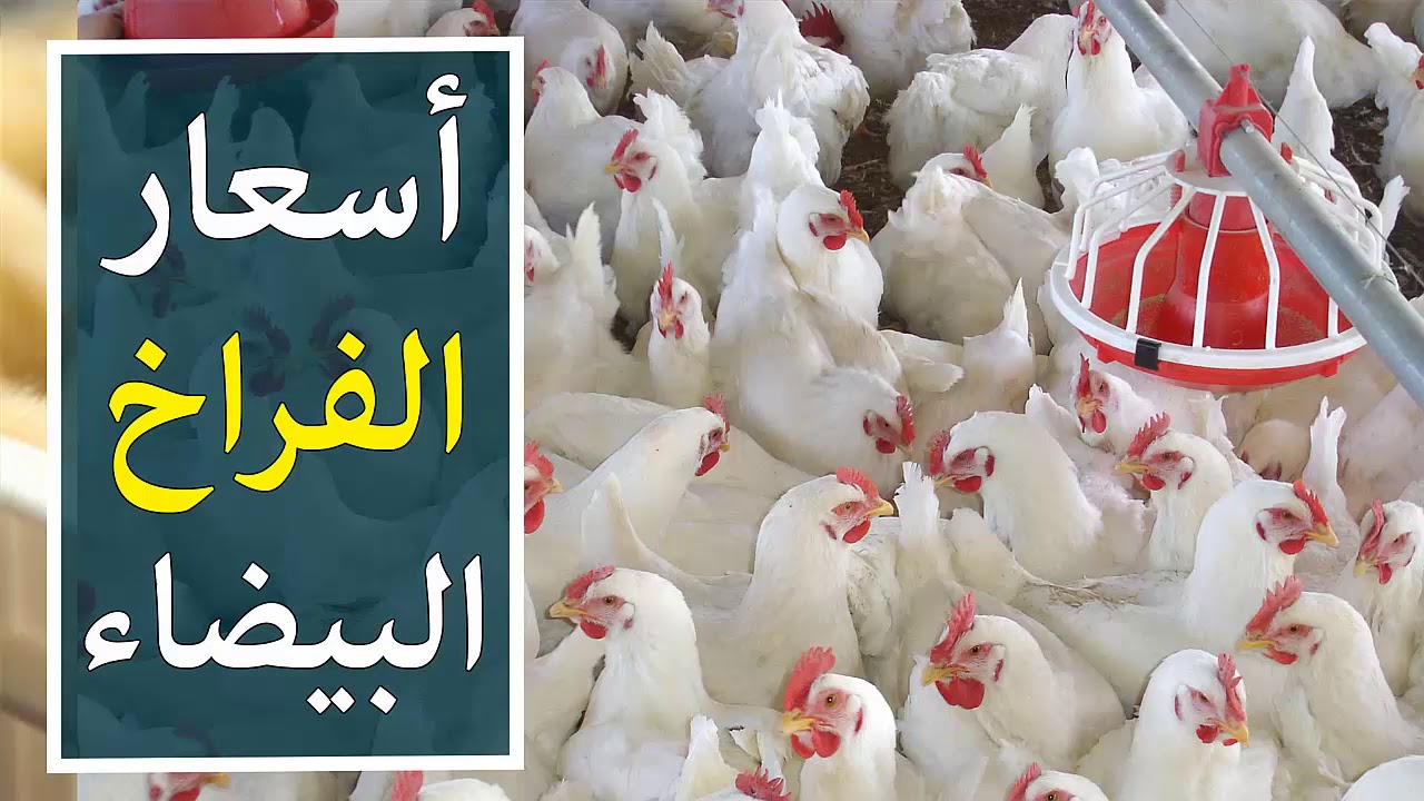 بورصة الدواجن اليوم أسعار الفراخ البيضاء الجمعة 24 يناير 2025 وأسعار البيض