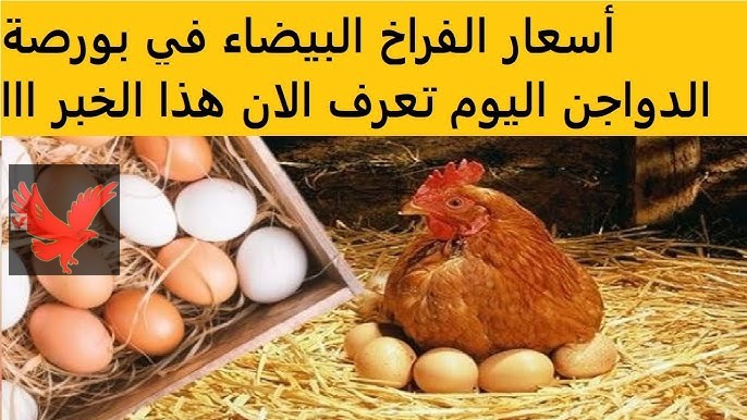 أسعار الفراخ البيضاء اليوم