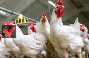 أسعار الفراخ اليوم السبت