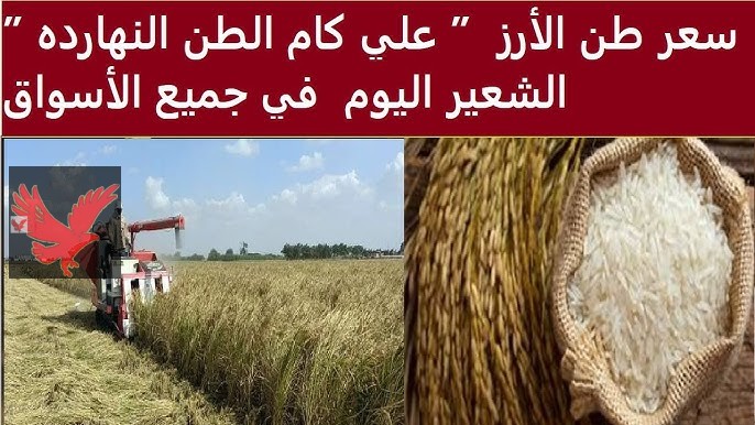 سعر طن الأرز الشعير اليوم