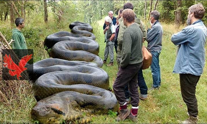 أكثر 10 ثعابين ضخمة في العالم … الثعبان بيبيض ولا بيولد أعرف الإجابة في كلمة