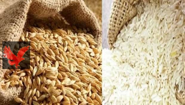رفيعة وعريض الحبة.. سعر طن الأرز الشعير اليوم 2025-5-1 تعرف على أسعار الأرز والشعير