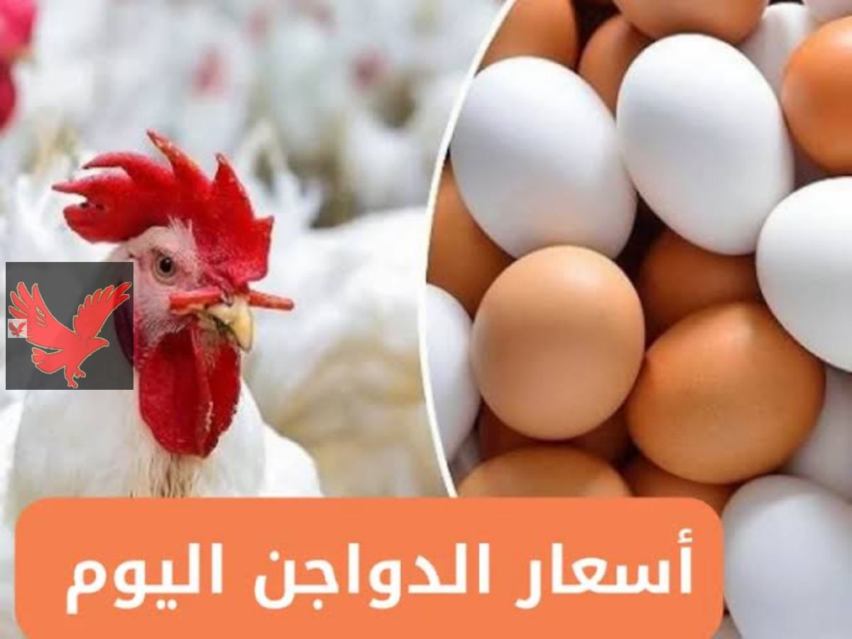 عااااجل جل الفراخ طارت في السماء.. ارتفاع اسعار الفراخ البيضاء اليوم السبت 24 مايو 2025 في بورصة الدواجن الأسعار تشتعل بالأسواق المصرية.. لن تصدق البلدي عامل كام 