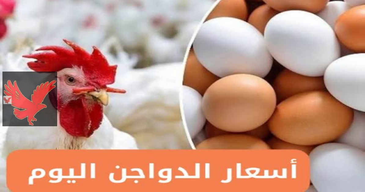 «اشتري وحزنى يا ست الكل ».. أسعار الفراخ البلدي اليوم الأحد 27 يوليو 2025 تعرف على أحدث التفاصيل بعد ارتفاع الأسعار