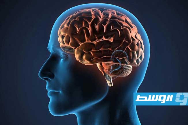 «الأدمغة المصغّرة».. ثورة «الحوسبة الحيوية» تَعِدُ بحل أزمة طاقة الذكاء الصناعي