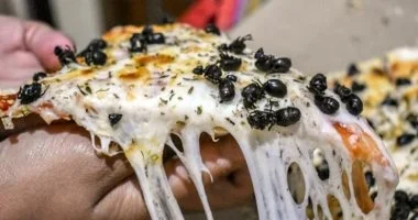 هل أصبحت بيتزا النمل صرعة جديدة في البرازيل؟ اكتشفوا التفاصيل!