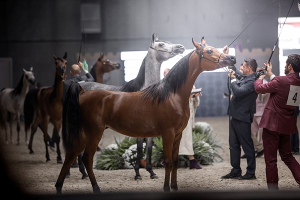 ختام ناجح لكأس الإمارات العالمي لجمال الخيل العربية في إيطاليا