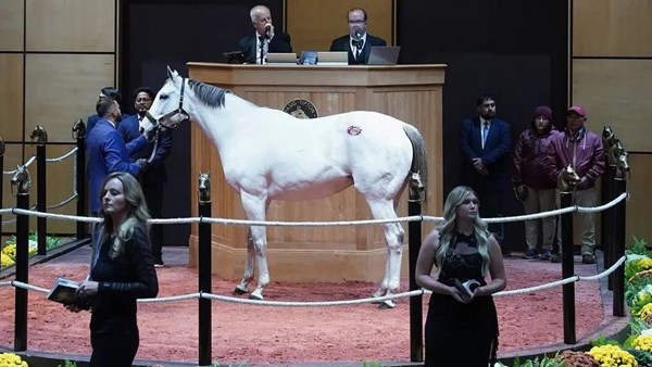 يحدث في عالم سباقات الخيل.. فرس بـ 6,2 مليون دولار