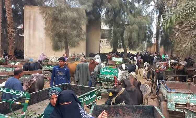 ببني سويف: تحصين 67 ألف من الثروة الحيوانية ضد الحُمى القُلاعية والوادي المُتصدّع