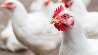 الفراخ بكام النهاردة؟.. أسعار الدواجن اليوم السبت 18 أبريل في الأسواق