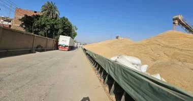 محافظ المنيا: توريد 53 ألف طن قمح إلى الشون والصوامع منذ انطلاق الموسم