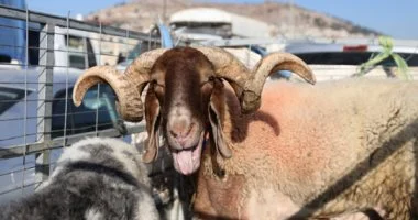 دليل وزارة الزراعة الشامل لاختيار الأضاحى وضمان سلامة اللحوم.. 20 علامة تضمن لك لحوما آمنة من الشراء حتى الذبح.. وتحذر من الوقوع فى فخ مياه الملح.. ولون اللحم يكون حسب فصيلة الحيوان وعمره