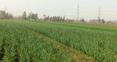 كيف تحمى محصولك من تقلبات طقس الربيع؟ الرد فى 12 توصية