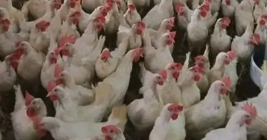 اتحاد الدواجن يشيد بقرار تخفيض أسعار الشحن الجوى 20% لدعم صادرات القطاع