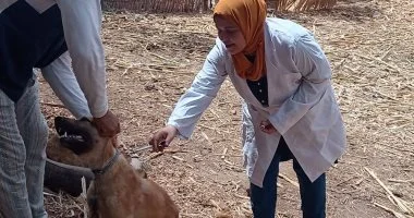 الزراعة: تحصين 24 ألف كلب ضال وتعقيم 2000 آخرى ضمن حملة مكافحة السعار