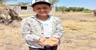 حصاد 24 ألف فدان من الذهب الأصفر بالشرقية.. اعرف التفاصيل