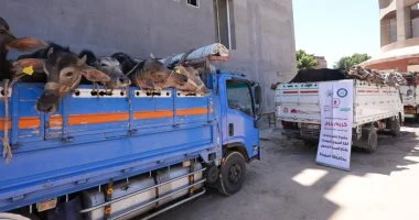 4 ملايين جنيه لدعم مشروع البيوجاز بأسيوط وتسليم 28 رأس ماشية