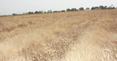 استعدادات مكثفة لاستلام الأقماح بصوامع بنى سويف.. الشون والهناجر جاهزة بطاقة استيعابية إجمالية تتجاوز 225 ألف طن.. ومنظومة التخزين تضم 4 صوامع معدنية حديثة بطاقة 80 ألف طن.. صور