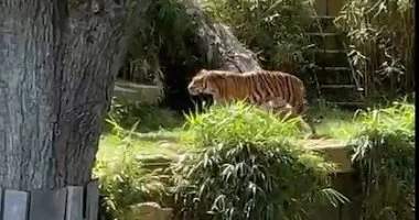 مشاهد خاصة من حديقة حيوان واشنطن.. نمور وأسود تلتهم اللحوم وسط استمتاع الزوار