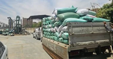 موسم حصاد ودراسة الذهب الأصفر وتوريده للشون والصوامع بالموسم الجديد.. صور