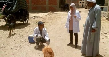 بيطرى الأقصر تشكل لجان لتحصين الكلاب الحرة من السعار بالمناطق الأثرية والميادين.. صور