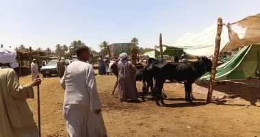 لو هتضحى السنة دى.. اعرف أسعار الأضاحى فى أسوان «فيديو»