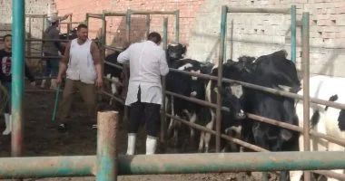 محافظ الدقهلية: تحصين 14 ألف رأس ماشية ضد الحمى القلاعية والوادي المتصدع