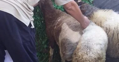 تحصين 40 ألف رأس ماشية خلال الحملة القومية ضد الحمى القلاعية بالبحيرة