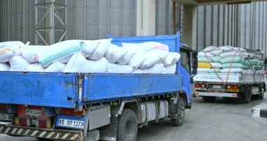 سنابل الخير.. توريد 15 ألف طن قمح لشون وصوامع البحيرة