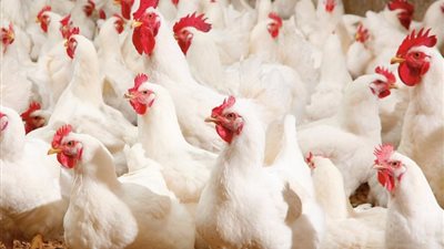 تحركات سوق الدواجن.. سعر الفراخ البيضاء اليوم