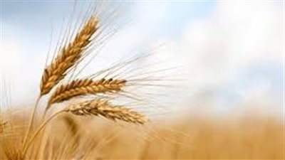 هل تساهم زراعة أسطح المنازل في تحقيق الاكتفاء الذاتي للأسر المصرية؟