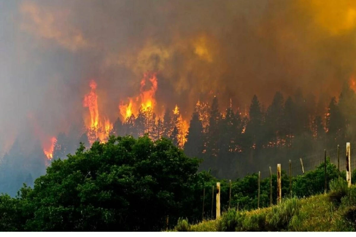 ستاد الاهلي :  اليابان تنشر 1400 عنصر إطفاء لإخماد حرائق الغابات في الشمال