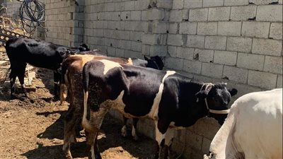 تحديث أسعار الأضاحي 2026 في الأسواق مع قرب عيد الأضحى واختلافها حسب النوع والوزن