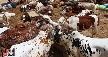 الأضحية: تعريفها، الحكم الشرعي، شروطها، مواعيد الذبح، طرق التوزيع، وإرشادات التفويض للذبح