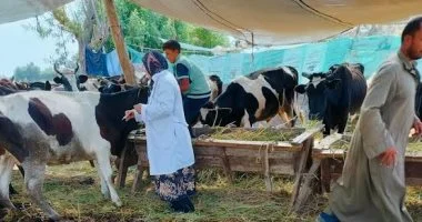 تفاصيل حملة لتحصين 109 آلاف رأس ماشية ضد الحمي القلاعية والوادى المتصدع بالأقصر