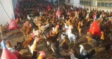 تعزيز الرقابة على مجازر الدواجن لضمان جودة وسلامة الغذاء البيطري