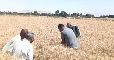 وزير الزراعة يكشف خطة وطنية لزيادة نسبة الاكتفاء من القمح إلى 70% بحلول 2030