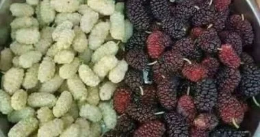 التوت فاكهة مفضلة في المنوفية وأشجاره تزين جسور المحافظة – تقرير مصور