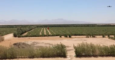 تعرف على تفاصيل المرحلة الثالثة لزراعة نبات الجوجوبا بصحراء الغردقة..صور