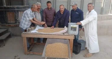 تموين المنوفية: استلام أكثر من 10 آلاف طن قمح ضمن توريد منتظم