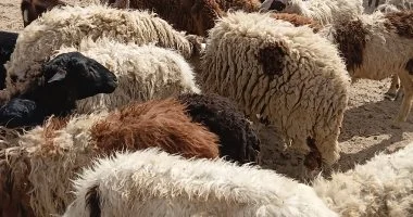 دليل التجار لاختيار خروف العيد: مزايا اللحوم البلدي ونصائح مهمة للمشتري