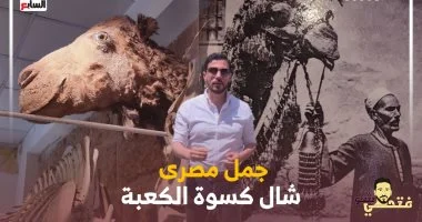 قصة الجمل الذي حمل كسوة الكعبة وكيف كوفئه المصريون قبل وفاته (فيديو)