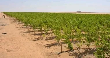 الوادى الجديد تبدأ تنفيذ أكبر مشروع لإنتاج الحرير الطبيعي في مصر على مساحة 250 فدانًا بهدف إنتاج 25 طنًا خلال أربع سنوات