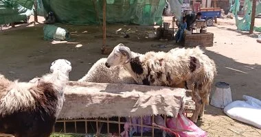 نصائح تجار الأغنام في أسوان لشراء خروف العيد: دليلك لأشهر الأنواع مثل البرديسي والبلدي